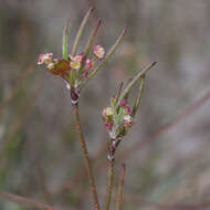 Image of Centella macrocarpa (Rich.) Adamson