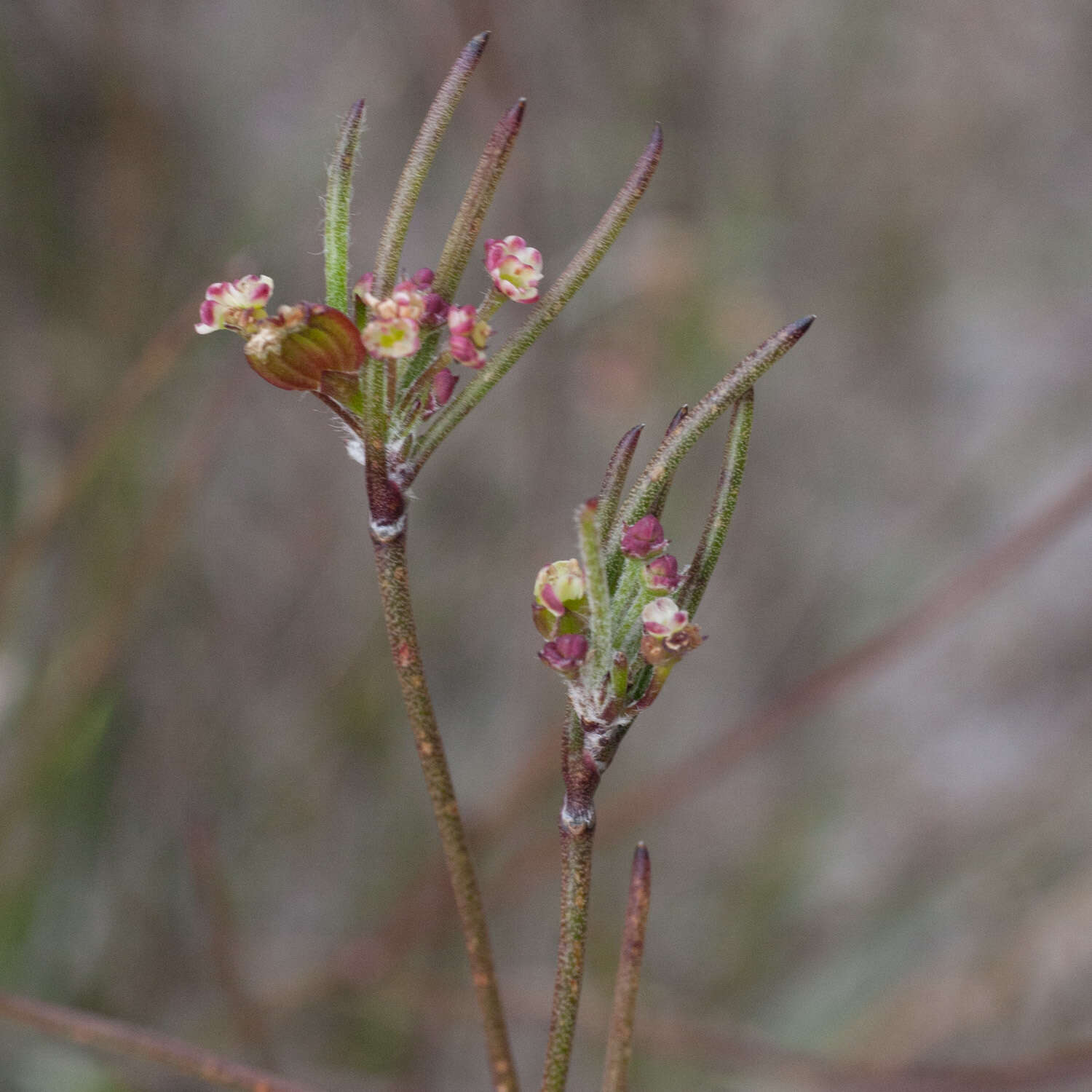 Слика од Centella macrocarpa (Rich.) Adamson