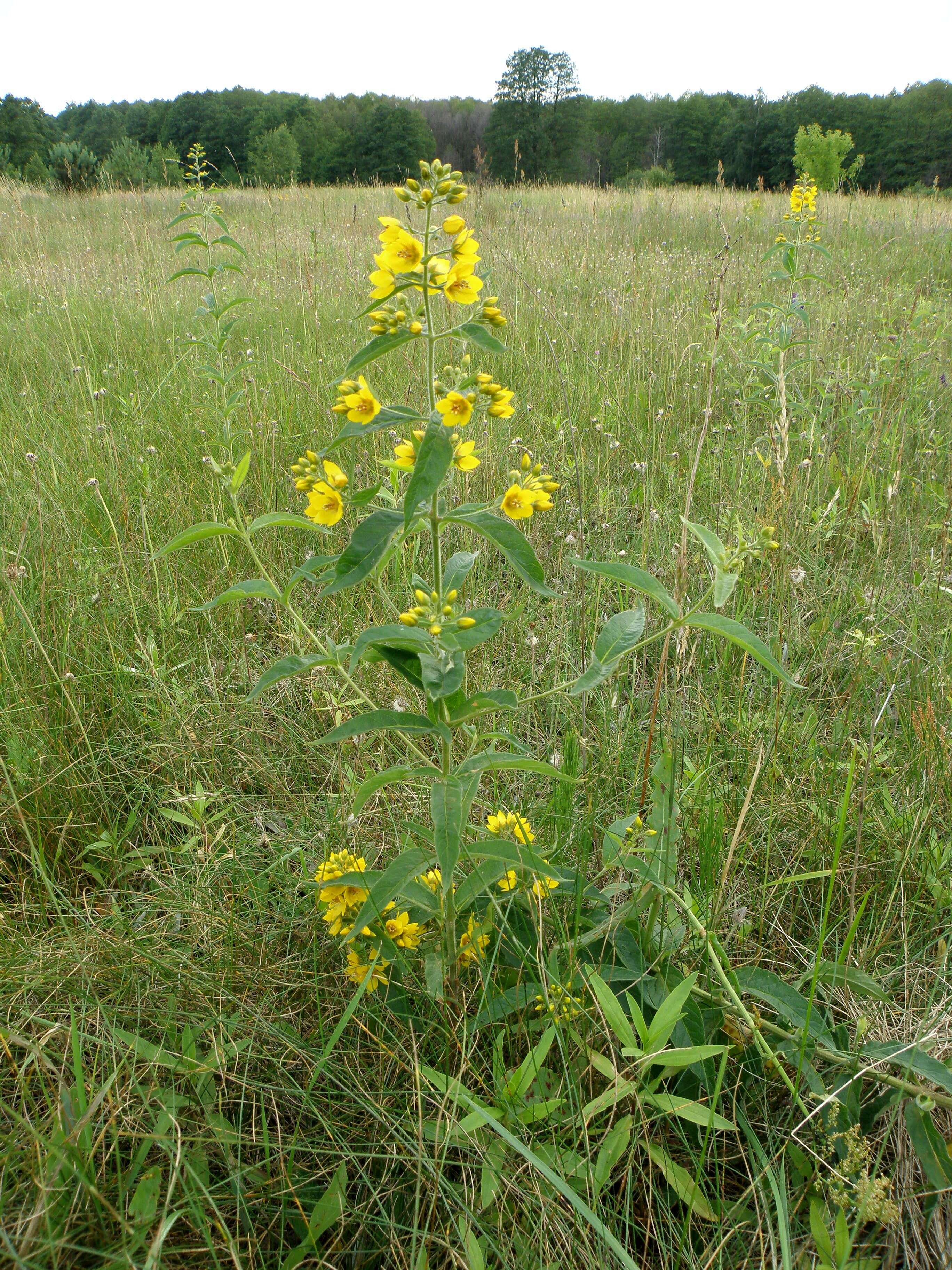 Image of Yellow Loosestrife