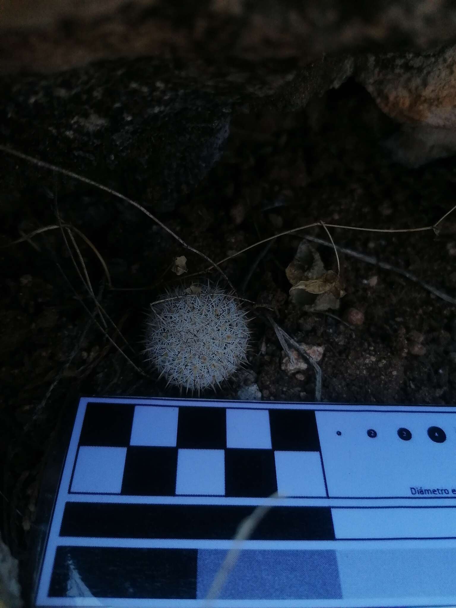 Image of Mammillaria albilanata Backeb.