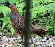 Image of Chinese Bamboo Partridge