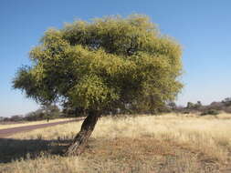 Image of Shepherd's tree