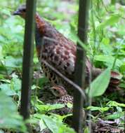 Image of Chinese Bamboo Partridge