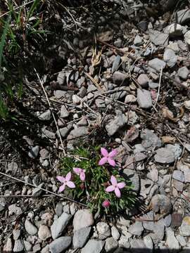 Plancia ëd Houstonia rubra Cav.