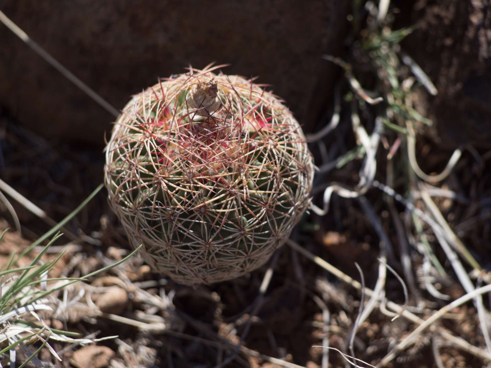 Image of White Butterfly Cactus