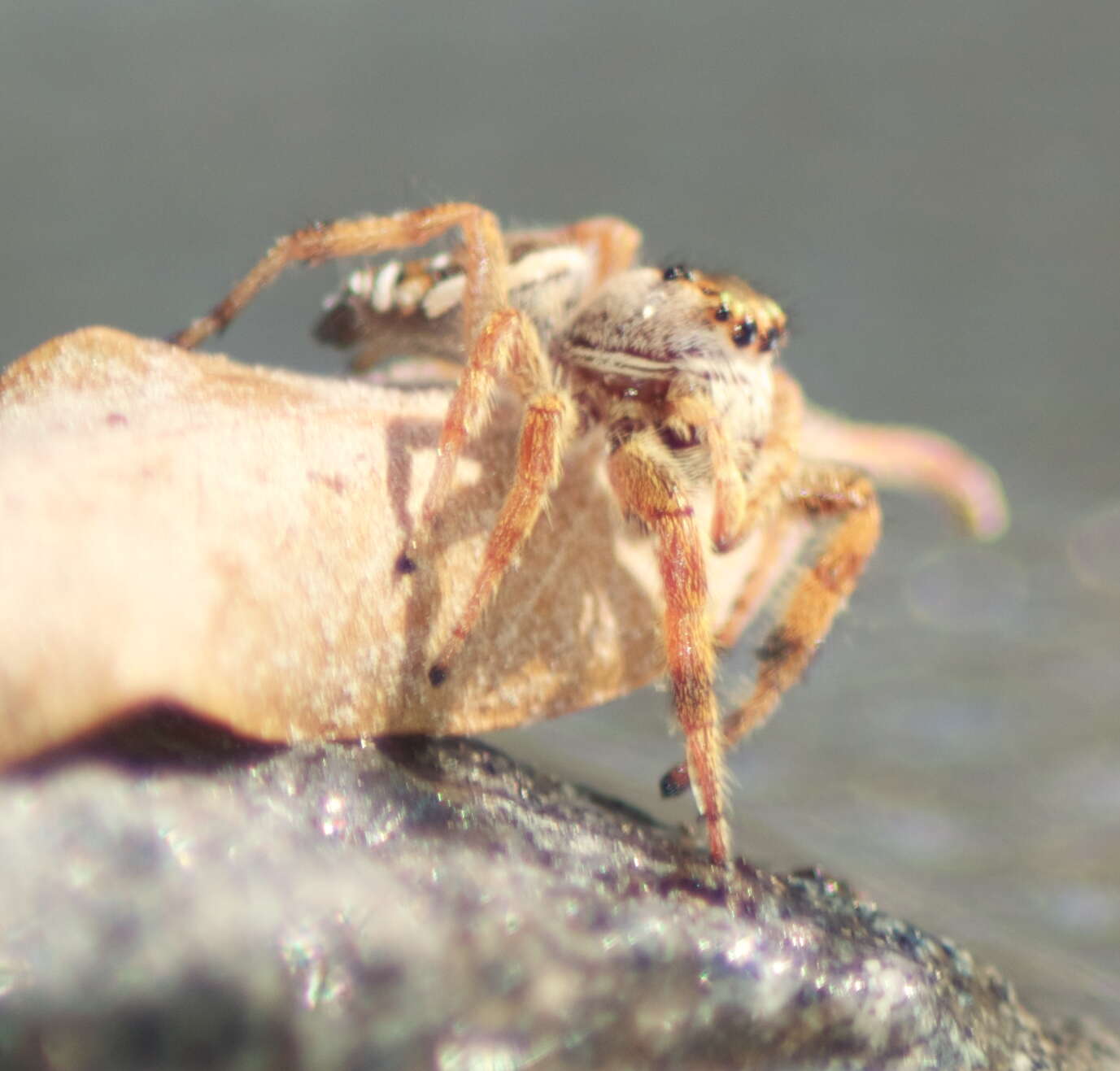 Image of Golden jumping spider