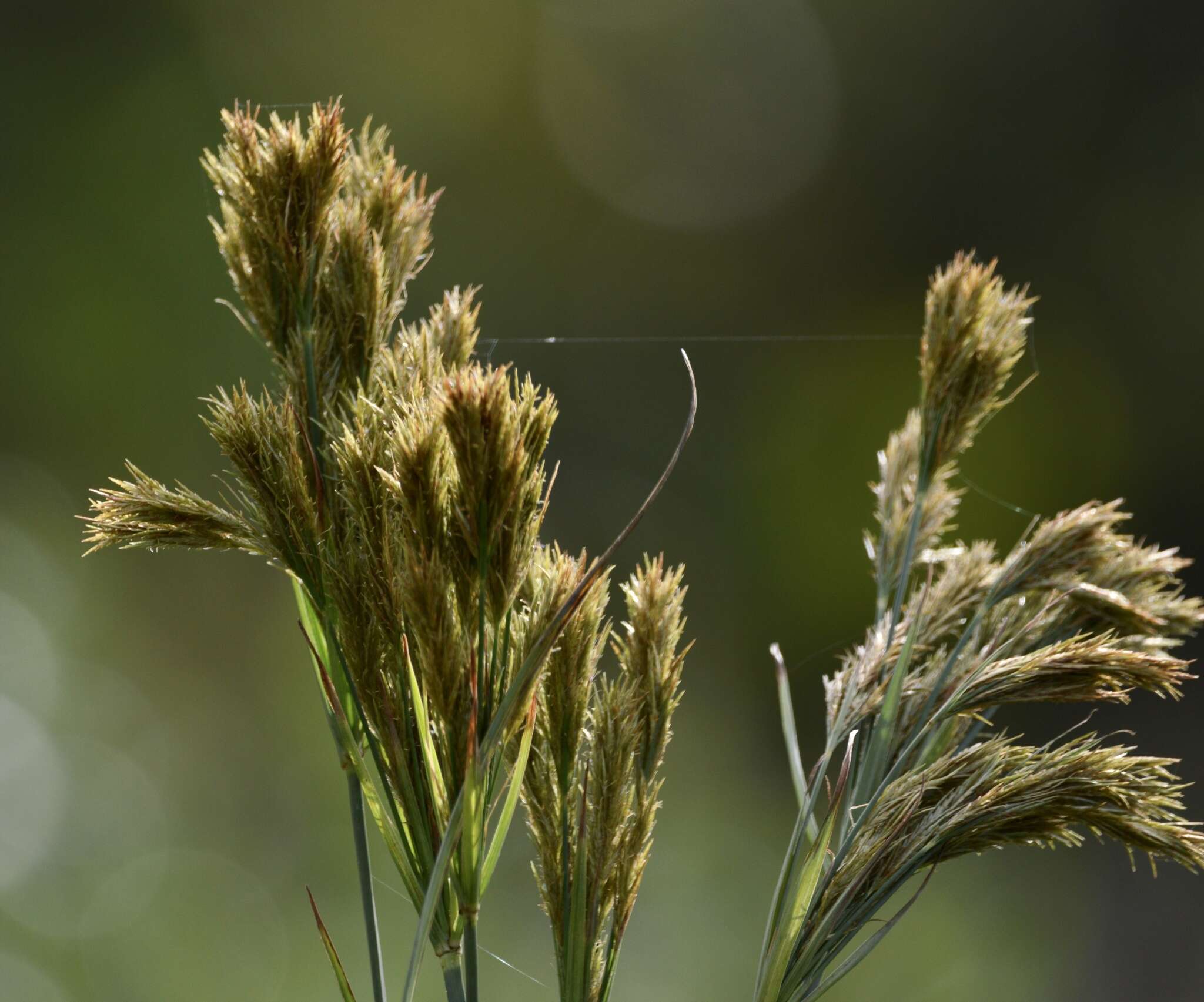 Imagem de Cyperus prolixus Kunth