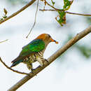 Image of Asian Emerald Cuckoo