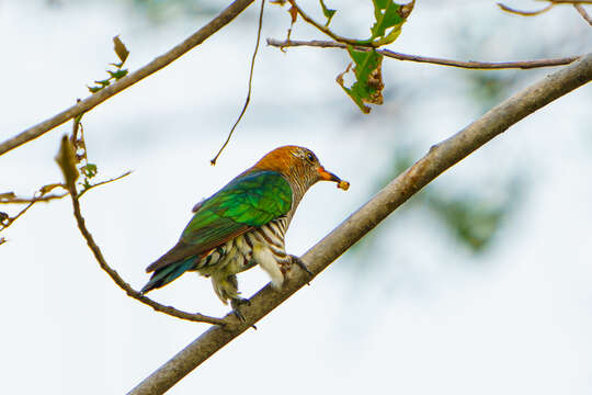 Image of Asian Emerald Cuckoo