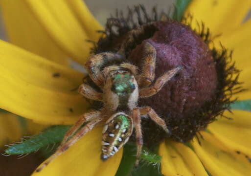 Image of Golden jumping spider