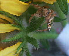 Image of Golden jumping spider