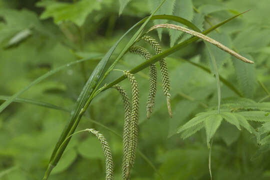 Image of Carex jaluensis Kom.