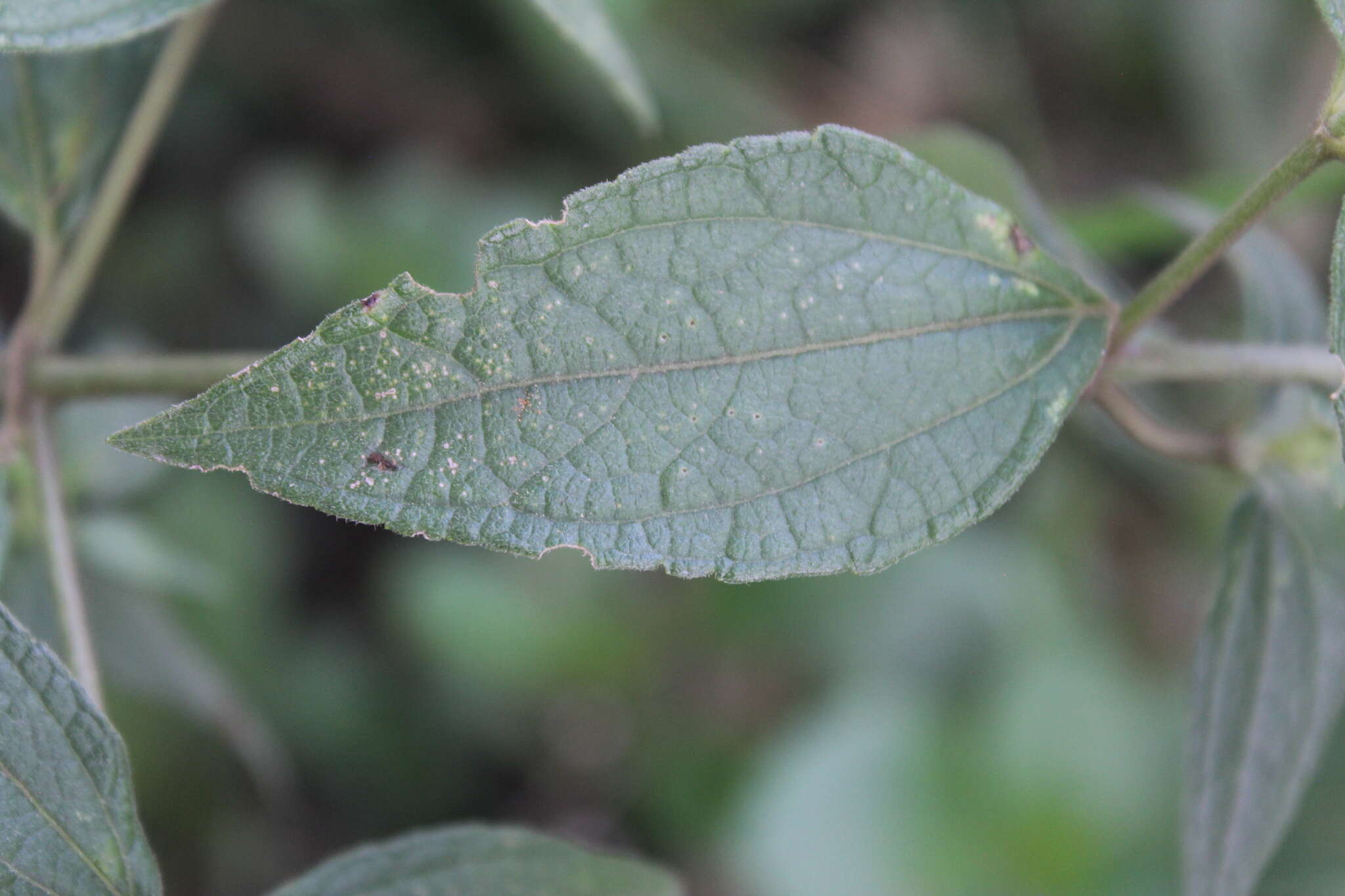 Sivun Chromolaena leivensis (Hieron.) R. King & H. Rob. kuva