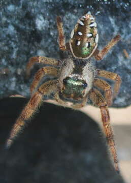 Image of Golden jumping spider