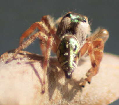 Image of Golden jumping spider