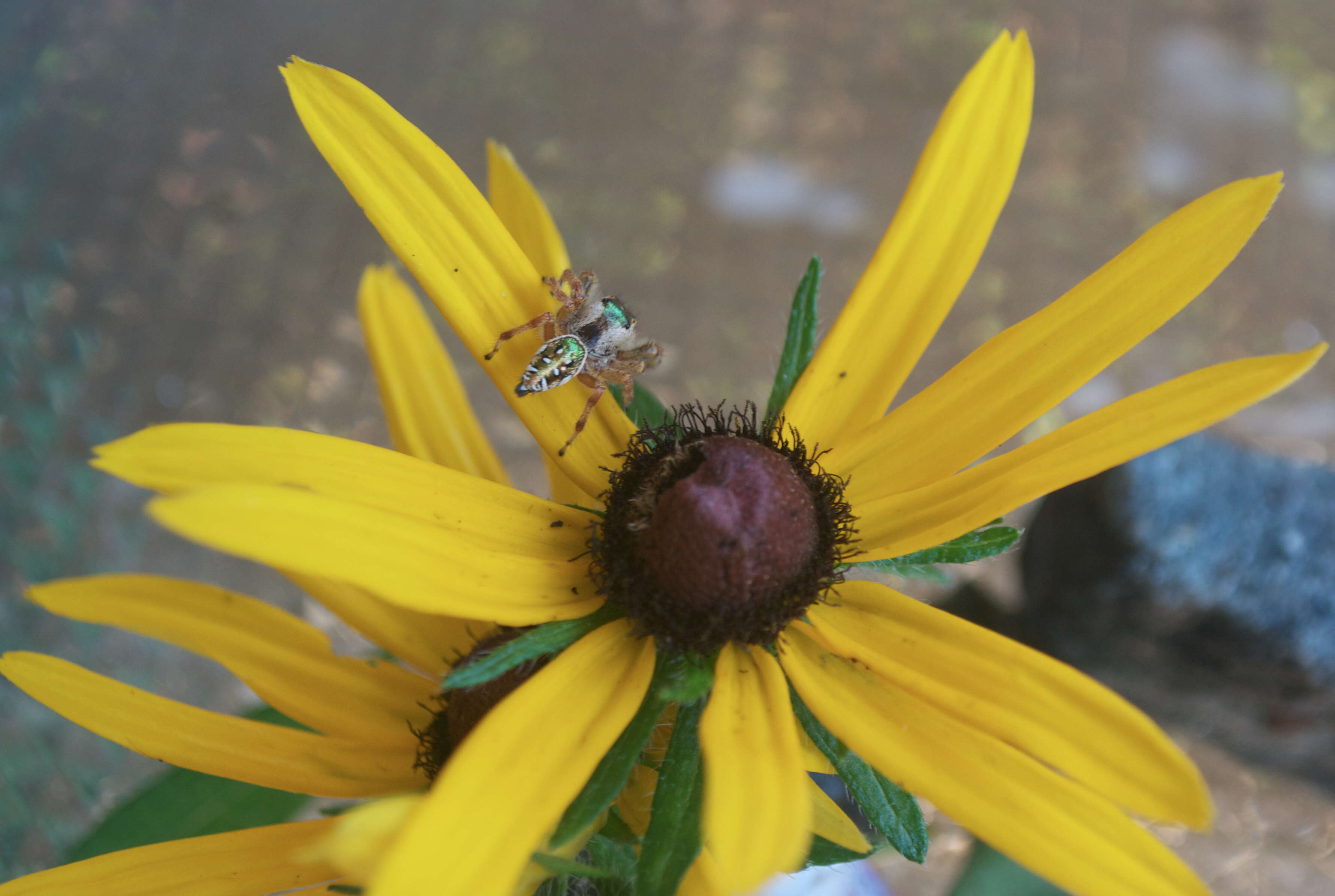 Image of Golden jumping spider