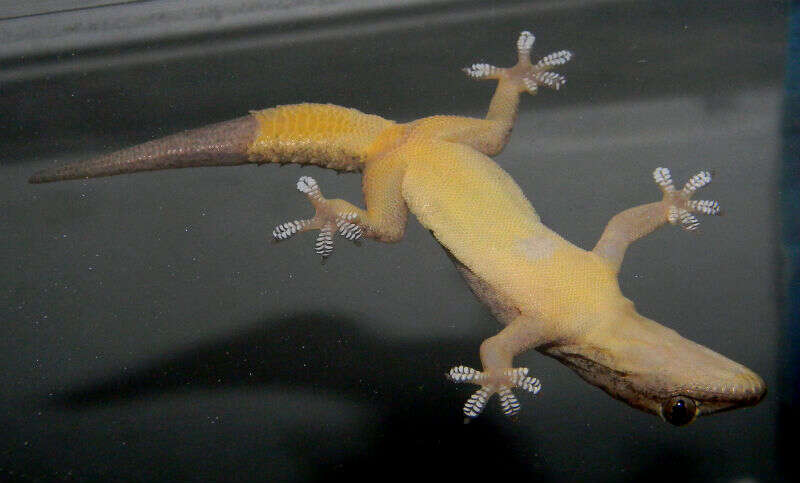 Image of Common House Gecko