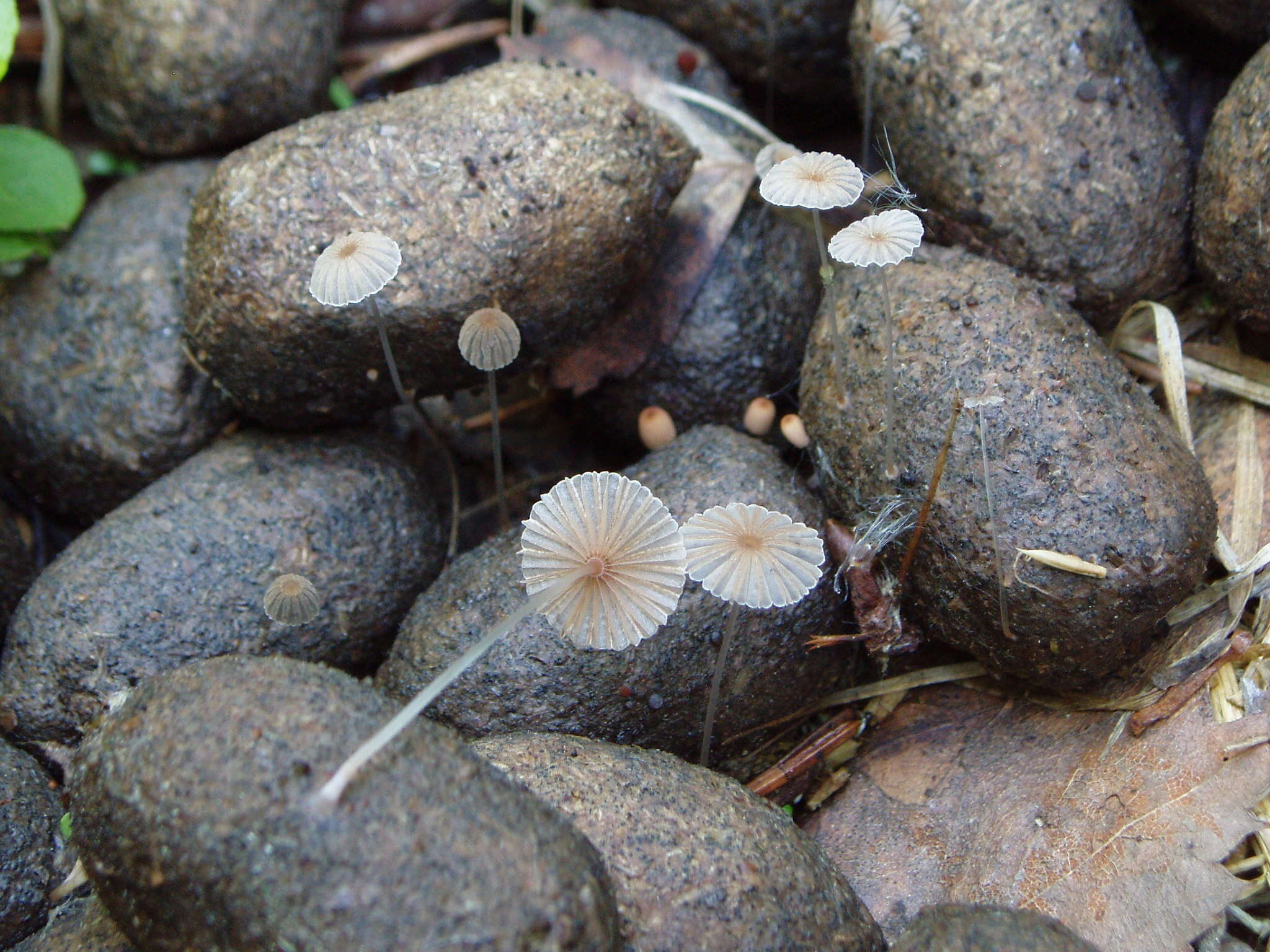 Image of Parasola misera (P. Karst.) Redhead, Vilgalys & Hopple 2001