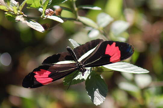 Image of Crimson Patched Longwing