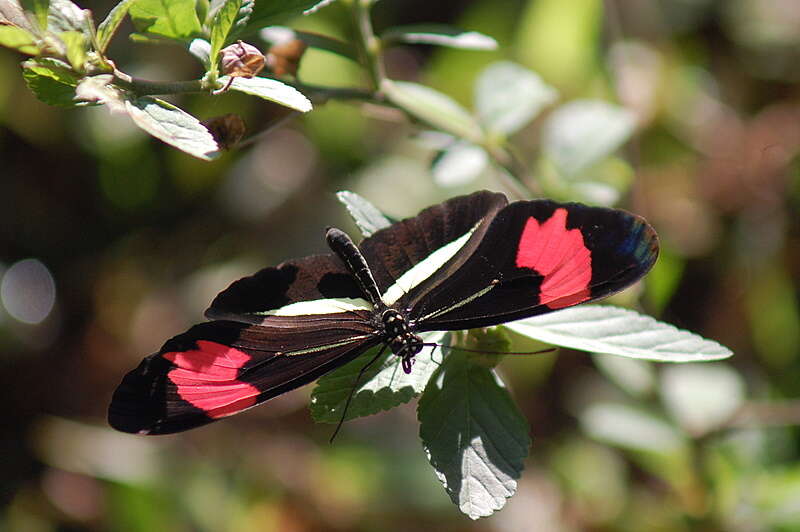 Image of Crimson Patched Longwing