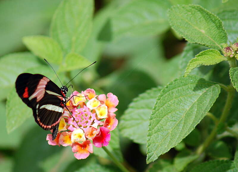 Image of Crimson Patched Longwing