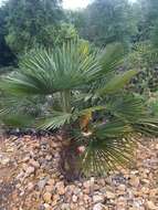 Image of fountain palm