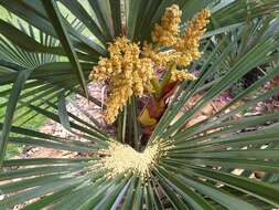 Image of fountain palm