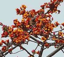 Image of Red Silk Cotton