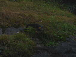 Image of Nilgiri Marten