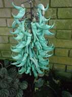 Image of Jade Vine