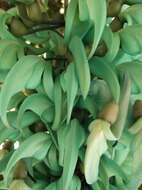 Image of Jade Vine