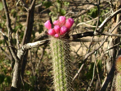 Arrojadoa rhodantha (Gürke) Britton & Rose resmi