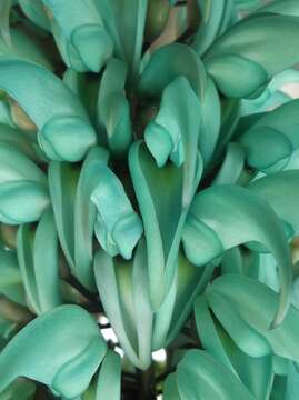 Image of Jade Vine