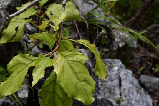 Plancia ëd Pittocaulon velatum (Greenm.) H. Rob. & Brettell