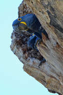 Image of Hyacinth Macaw