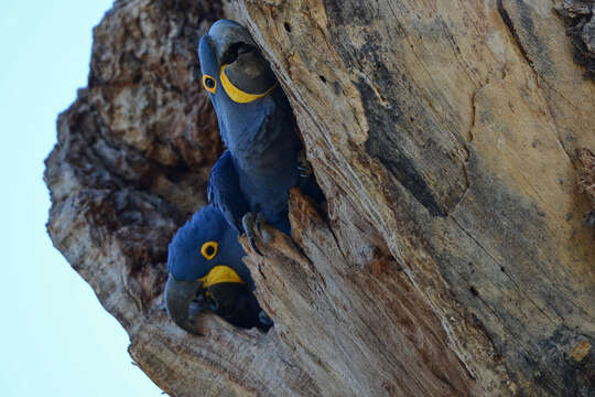 Image of Hyacinth Macaw