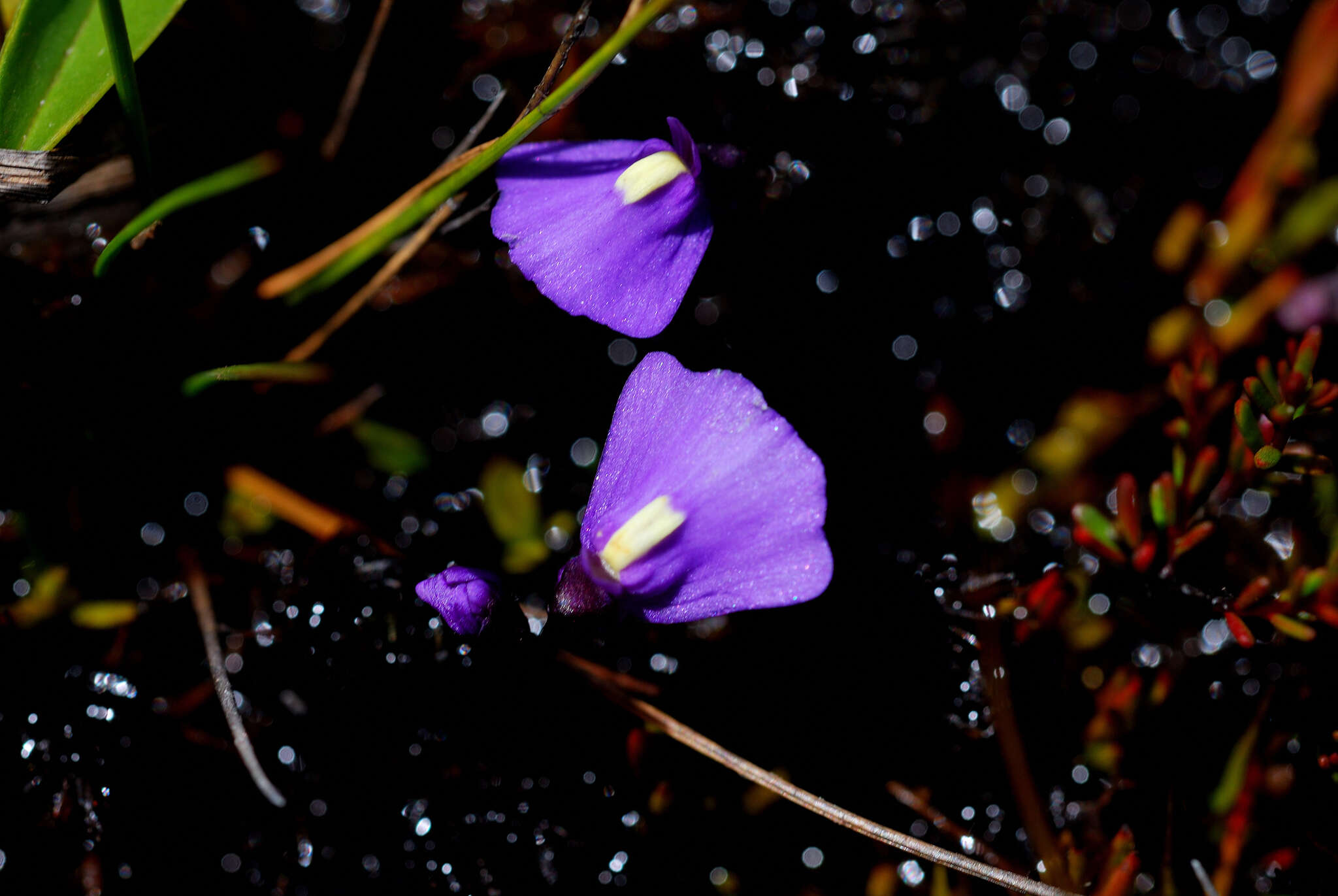 Image of Utricularia dichotoma subsp. monanthos