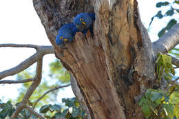 Image of Hyacinth Macaw