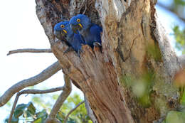 Image of Hyacinth Macaw