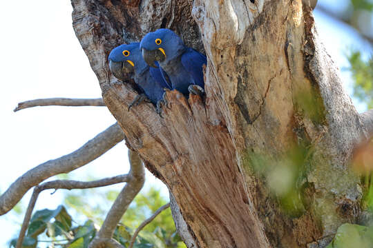 Image of Hyacinth Macaw