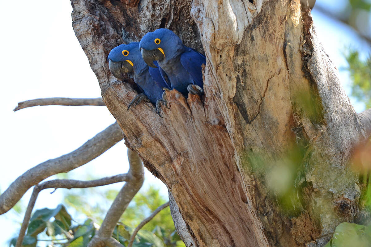 Image of Hyacinth Macaw