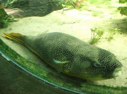 Image of Fresh Water Puffer Fish