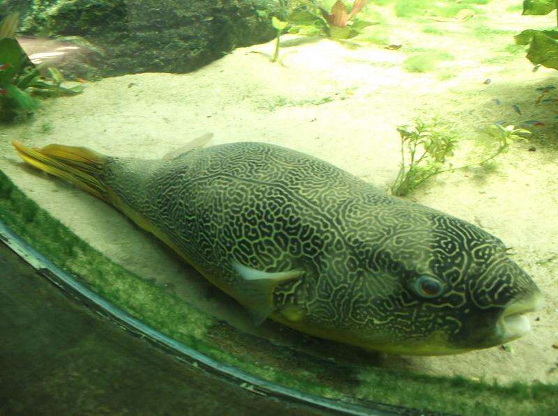 Image of Fresh Water Puffer Fish