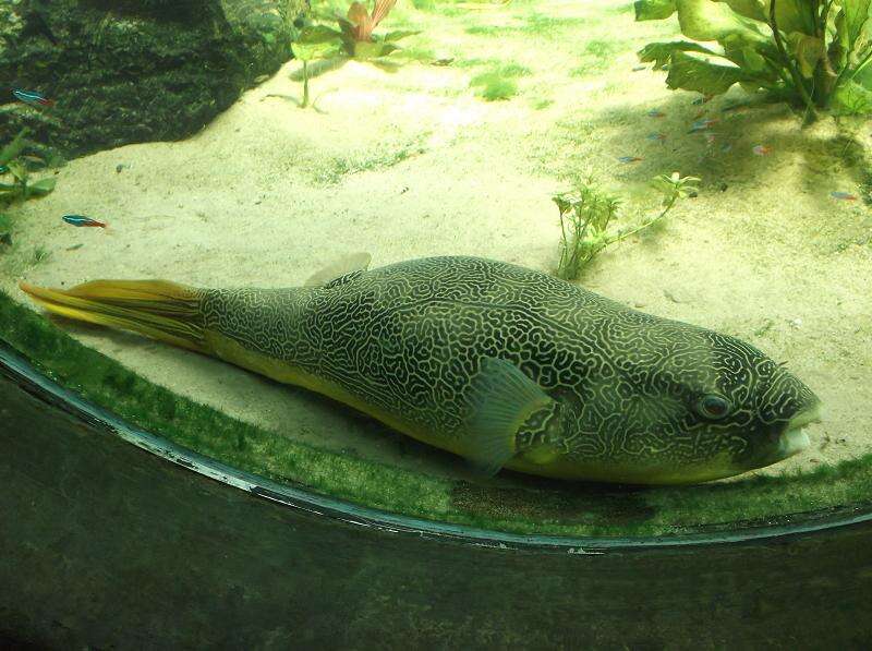 Image of Fresh Water Puffer Fish