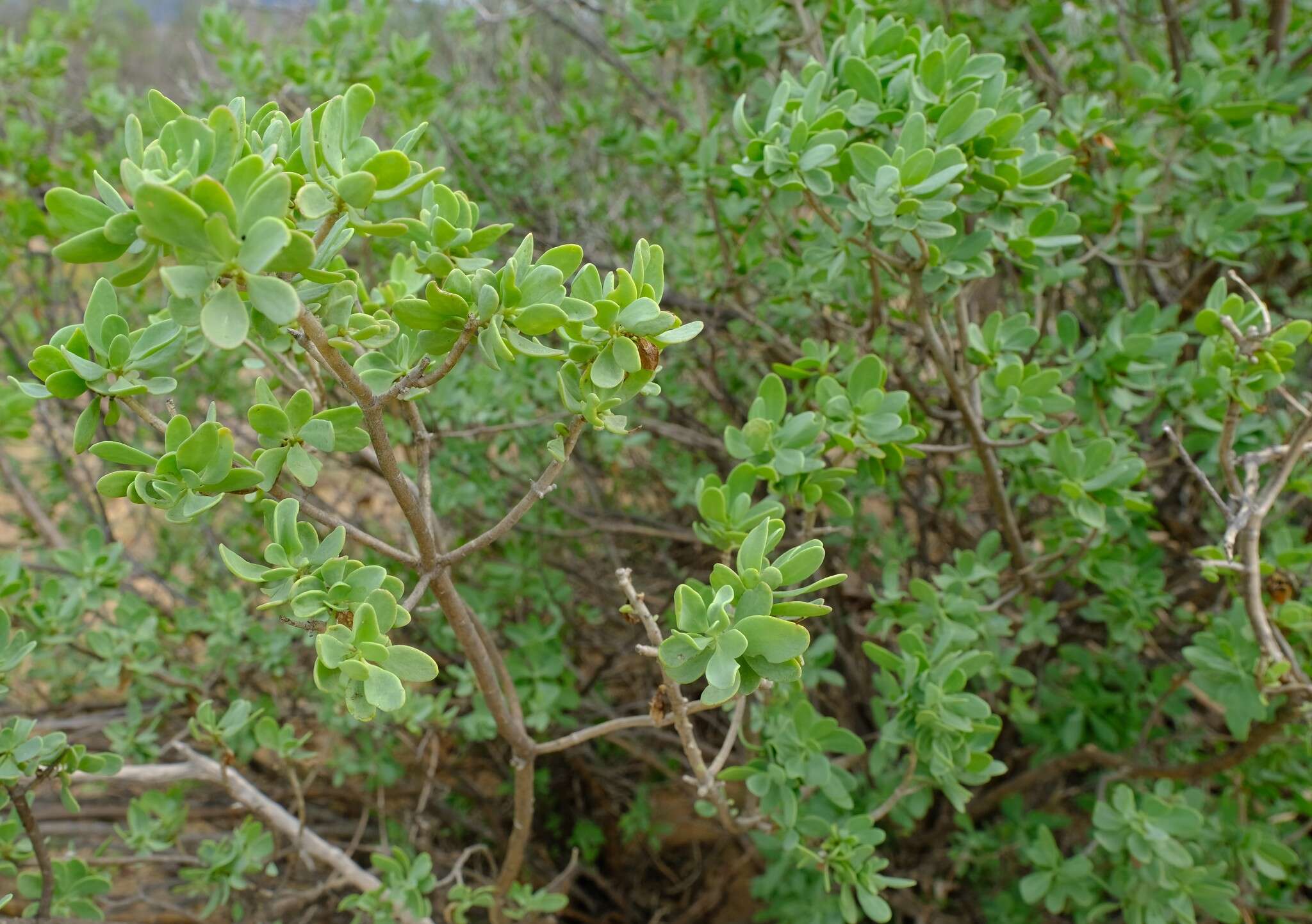 Image of Othonna arbuscula (Thunb.) Sch. Bip.