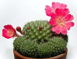 Image of Rebutia minuscula K. Schum.