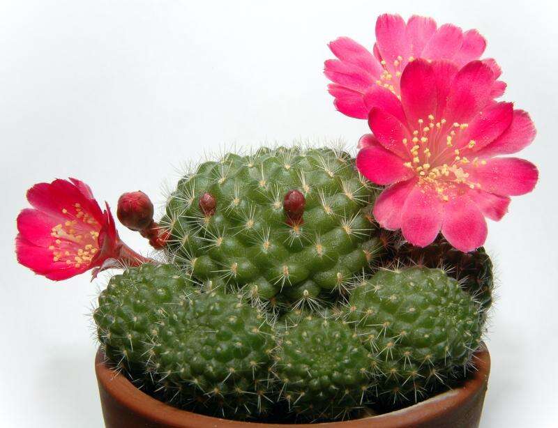 Image of Rebutia minuscula K. Schum.