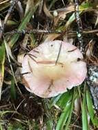 Image of Russula bicolor Burl. 1913