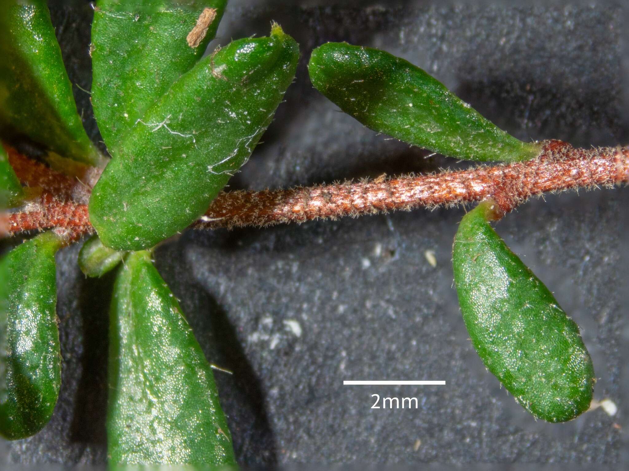 Image of Hibbertia empetrifolia subsp. empetrifolia