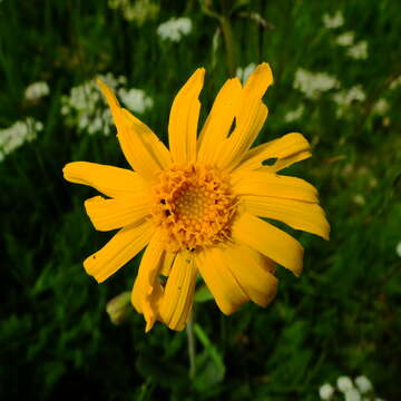 Image of mountain arnica